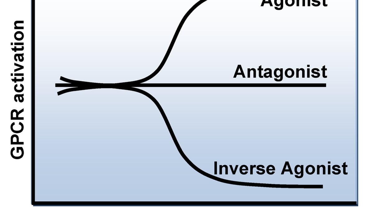 GPCR activation separated into agonist, antagonist and inverse-agonist behaviour — the on-switch a deca multi-agonist must press at ten receptors in balance; a Decagonist report by Panacea Bio Chem and Bogdan Dicoias