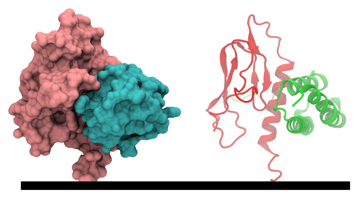 A peptide seated in its receptor complex — the single-chain molecular recognition a multi-agonist repeats across many receptors; a Decagonist data report by Panacea Bio Chem and Bogdan Dicoias